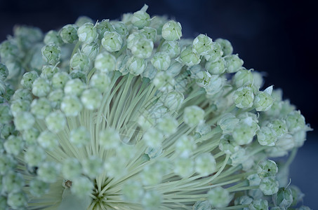 鬼花花瓣宏观蓝色种子植物背景图片