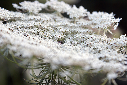 安纳斯莱斯女王水平花园植物群野花叶子荒野绿色白色植物花边图片