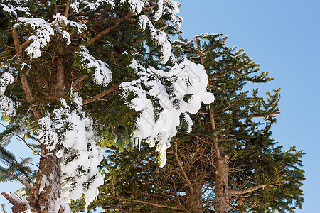 树上的雪绿色木头森林季节云杉蓝天天空蓝色松树场景图片