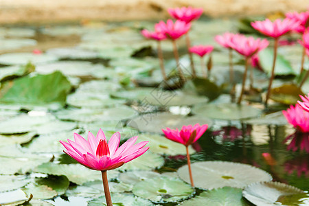 池塘里的百合水美丽粉色荷花绿色叶子植物群植物学公园植物花园图片