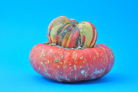 土耳其卡库比塔南瓜壁球美食季节橙色葫芦蔬菜产品图片