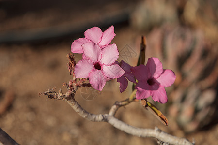 粉红的花朵在上粉色异国树叶情调悬崖森林荒野植物沙漠瓶子图片