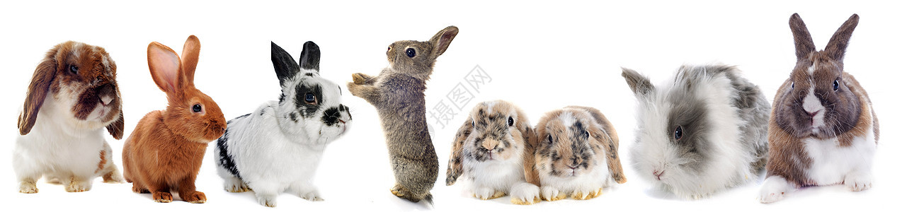 一群兔子背景图片