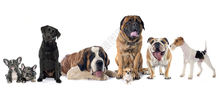 一组狗狗纳犬斗牛犬动物宠物工作室团体犬类图片