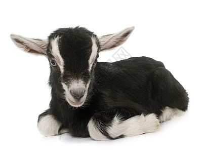 黑人和白人孩子宠物黑色山羊乡村动物婴儿工作室农场白色背景图片