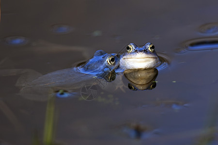 野生摩尔青蛙水陆池塘动物水池眼睛两栖蓝色资源蟾蜍野生动物图片