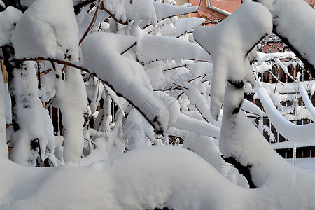 很多雪和毛绒图片