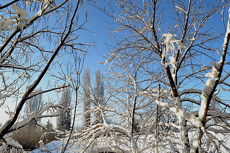 冻结的树木和蓝天空图片