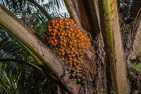 泰国树上的棕榈油果子图片