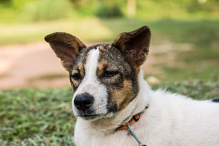 狗脸绿色动物警报宠物猎犬眼睛白色黑色公园微笑图片