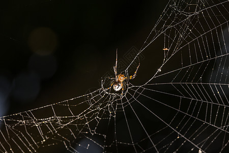 蜘蛛在蜘蛛网上生活图片
