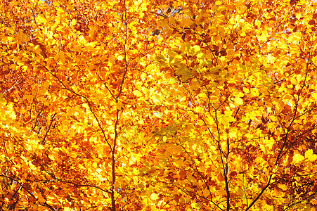 秋树树木风景橙子树叶黄色季节公园阳光叶子蓝色图片