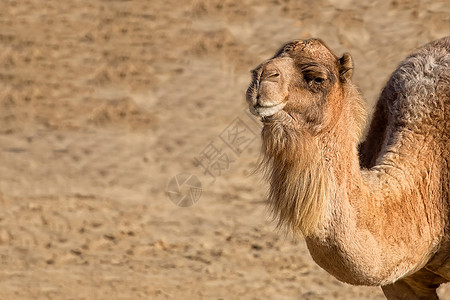 野外的骆驼动物哺乳动物毛皮荒野眼睛野生动物图片