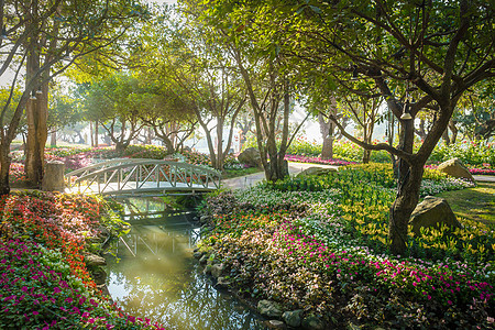 清晨阳光明亮时 在花园的木桥上池塘美化风景植物群公园反射岩石房子人行道园艺图片