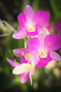 紫色粉红色兰花石斛粉色热带温泉植物植物群植物学宏观花瓣白色图片