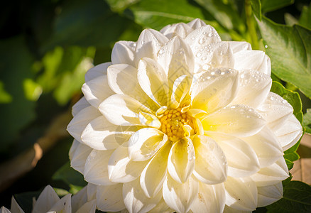 白色 Dahlia 花朵粉色季节性黄色红色活力植物花瓣植物学生长绿色图片