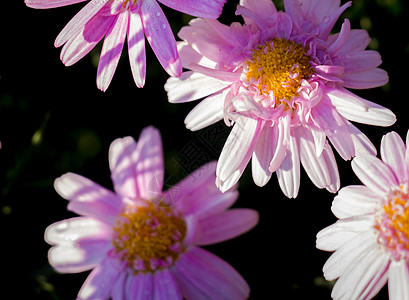 紫菊花花紫色白色黄色绿色花园植物粉色雏菊叶子蓝色图片