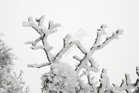 冰覆盖的分支暴风雪蓝色天气美丽国家季节水晶松树公园冻结图片