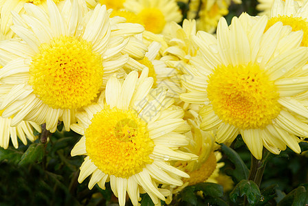 三个黄色的菊花图片