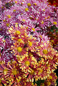 两个颜色的菊花田宏观花园生日花瓣雏菊季节植物植物群甘菊花束背景图片