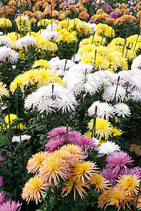 不同颜色的菊花田宏观礼物植物群花园花瓣甘菊晴天植物季节生日图片