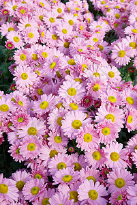 甜的粉红菊花花瓣礼物花园植物雏菊紫色晴天甘菊植物群宏观图片