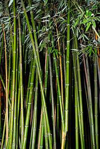 绿竹子生活生长森林环境旅行气候丛林蔬菜植物叶子图片