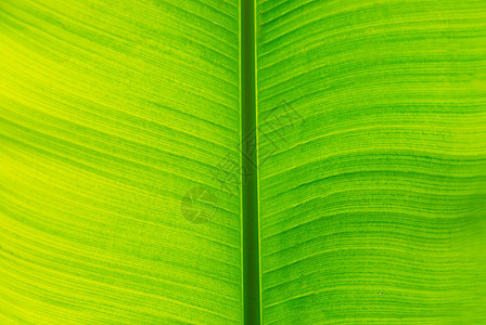 新鲜绿色绿香蕉叶植物群晴天植物季节宏观公园棕榈丛林生活花园图片