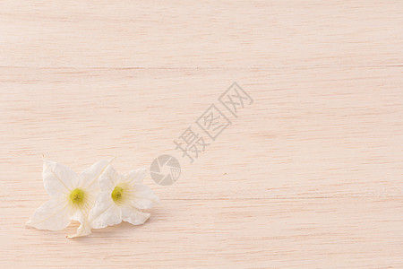 木本的白花图片