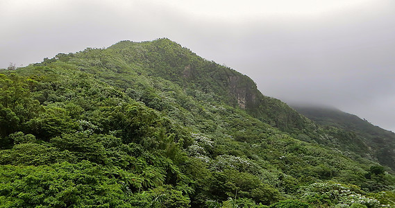 El Yunque雨林旅行旅游保护区野生动物环境爬坡山脉气候目的地植物图片