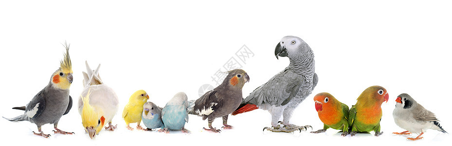 鸟类群虎皮蓝色男性工作室动物爱情囚禁团体灰色鹦鹉图片