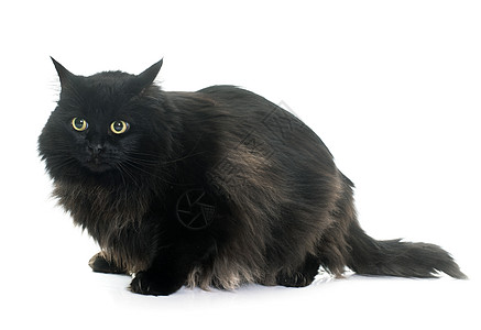 大型黑猫动物宠物成人肥胖猫科工作室长发背景图片