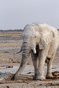 Etosha水坑上的白非洲大象食草小牛公园象牙荒野耳朵獠牙老人哺乳动物国家图片