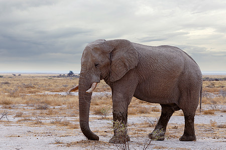 Etosha国家公园上的非洲大象国家食草荒野象牙动物野生动物哺乳动物男性水坑耳朵图片