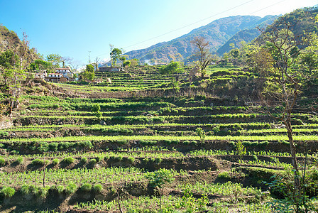 赫马拉扬山丘的稻田生长植物场地天空阳台农业栽培农场种植园水池图片