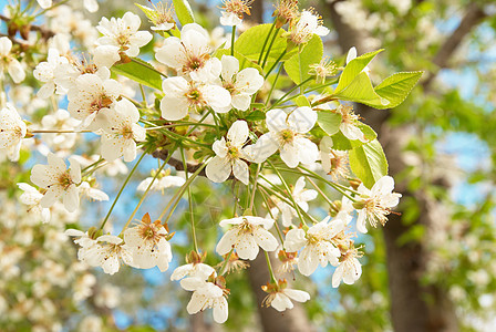 白樱花花花园宏观环境植物学晴天李子水果植物群公园季节图片