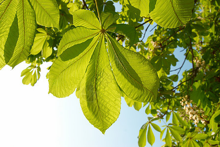 栗子绿叶花园木头森林生长植物群环境太阳板栗生态季节图片