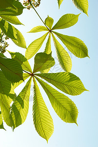 栗子绿叶木头森林阳光天空植物太阳板栗花园气候植物群图片