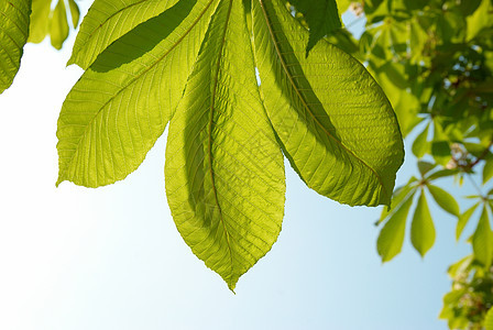 栗子绿叶蓝色植物板栗季节天空木头太阳生态宏观生长图片