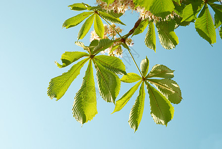 绿栗子叶生长气候季节木头植物蓝色植物群花园持有者森林图片