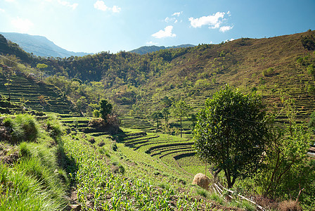 稻米田生产脚步高地爬坡栽培土地热带植物农场农村图片