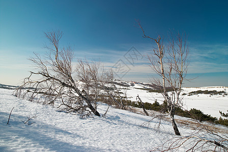 山上的冬树旅行场景场地森林天空天气滑雪雪花太阳冻结图片