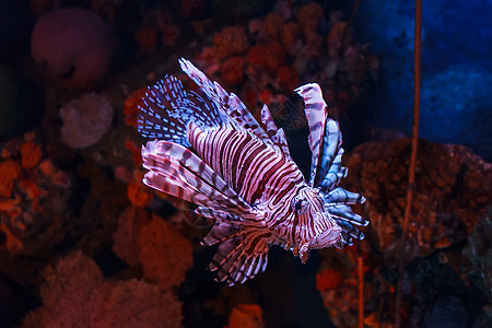 狮子鱼荒野野生动物条纹情调狮子蓝色海洋水族馆环境珊瑚图片