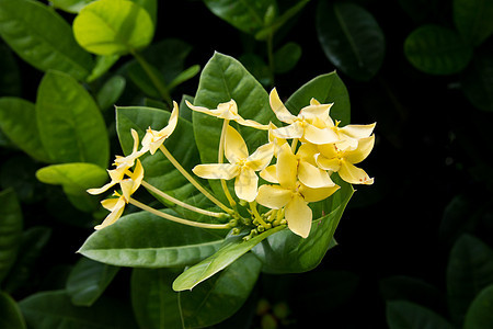 黄花花黄色植物荒野美丽花园花束绿色图片