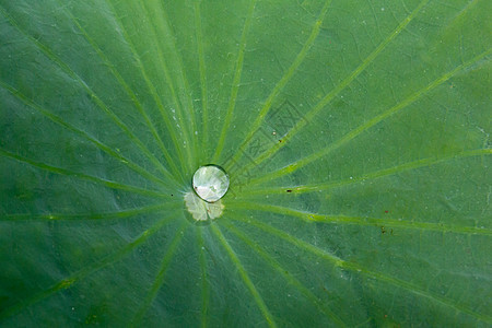 叶子上的滴滴飞沫植物群水滴绿色植物花园树叶图片