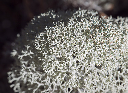 驯鹿地衣 缝合植物环境荒野苔原群星孢子植物学荒地宏观食物图片