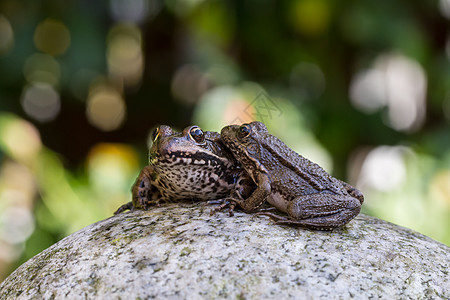 两只青蛙棕色动物阳光生态池塘蛙科眼睛夫妻石头水龙头图片