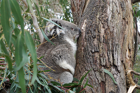 澳大利亚Koala Bear考拉毛皮木头桉树妈妈拥抱叶子婴儿荒野生活图片