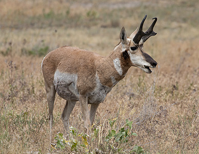 普朗霍安特洛普草原平原喇叭公园哺乳动物动物荒野羚羊野生动物男性图片
