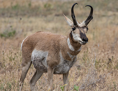 普朗霍安特洛普喇叭公园动物荒野平原草原羚羊哺乳动物野生动物男性图片
